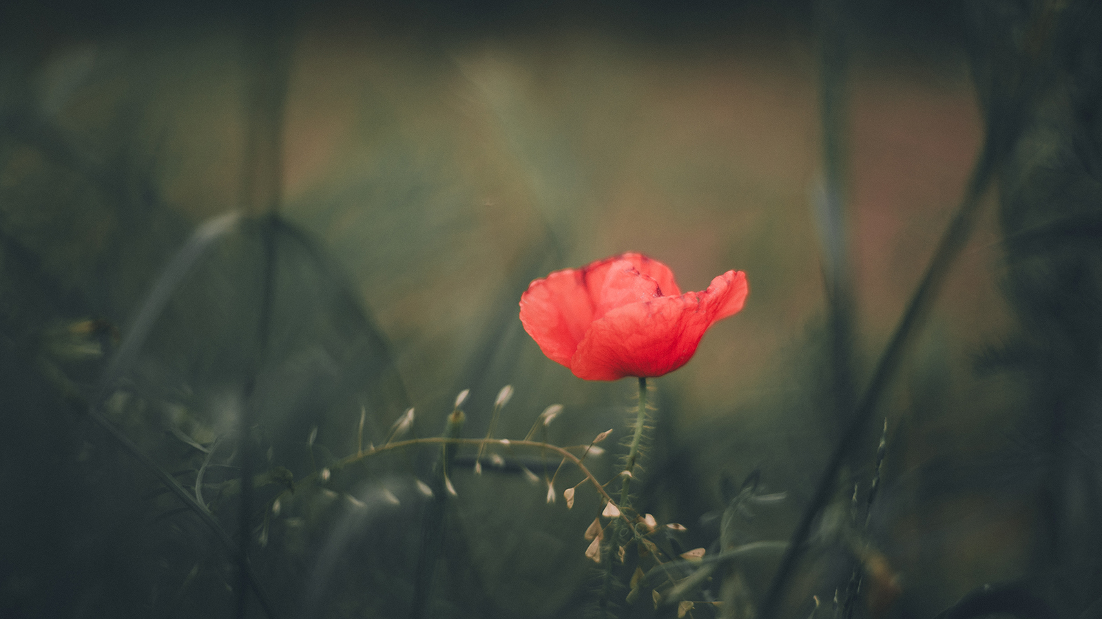 DSC01908 Sara & Dawid