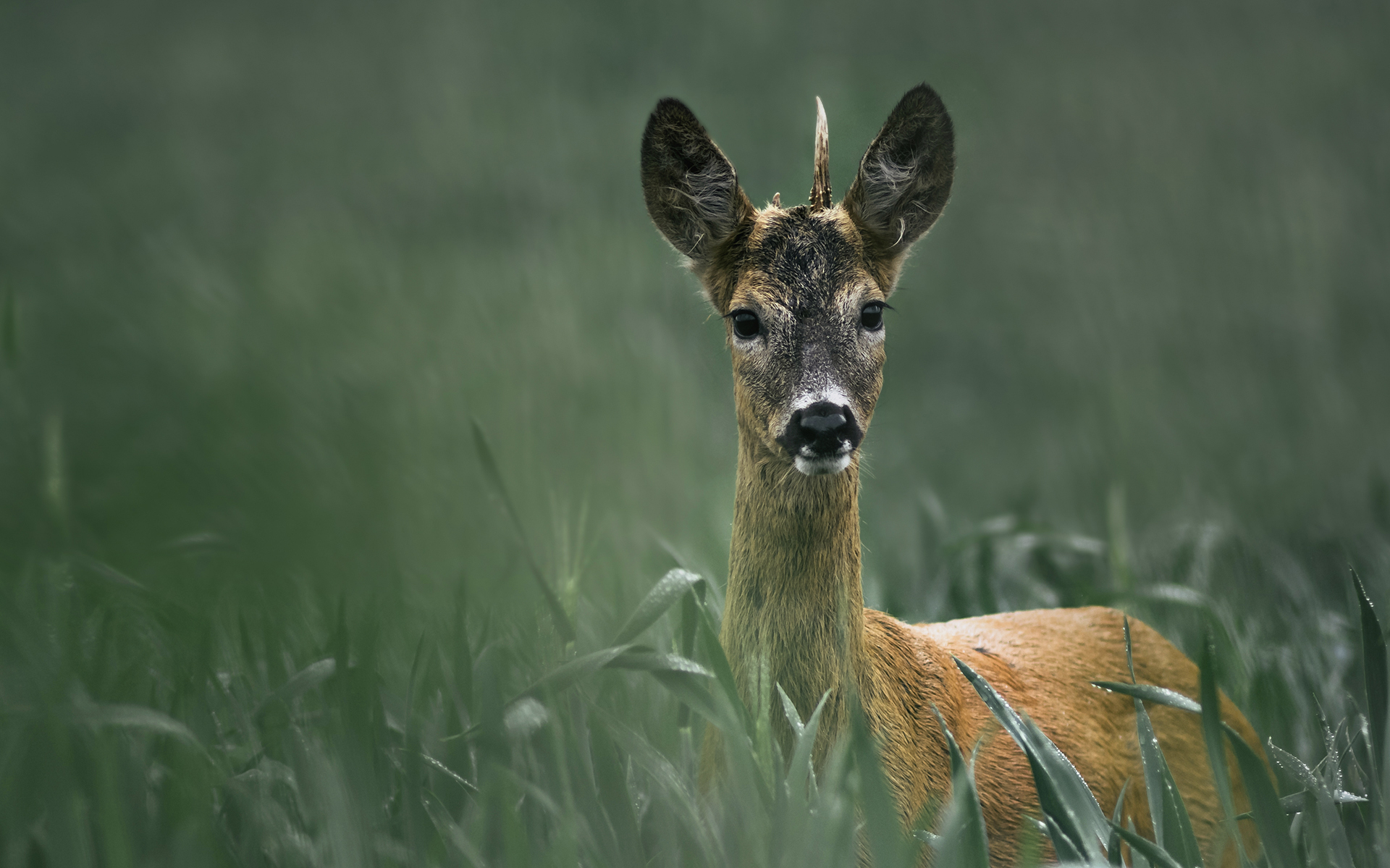 DSC_4867a Sara & Dawid